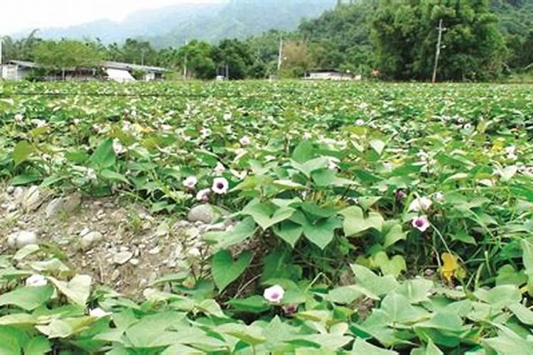 液体水溶肥料优缺点