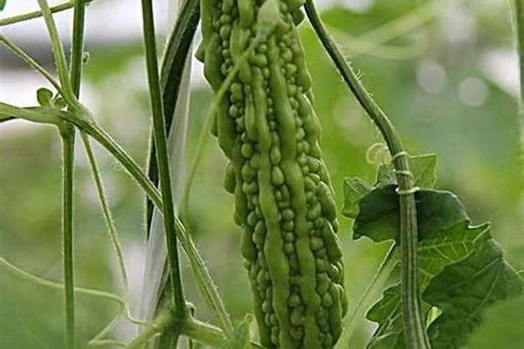 大棚苦瓜定植技术方法