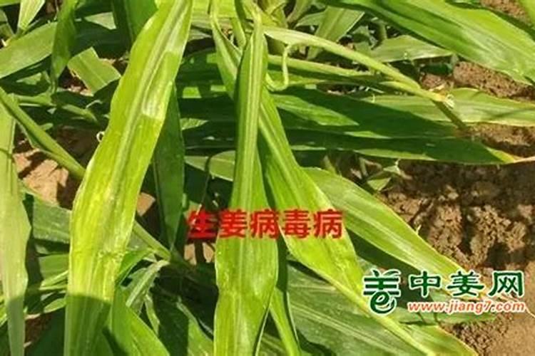 生姜地里有死苗烂棵能冲施滴灌进口农用三氯异氰尿酸消毒粉吗