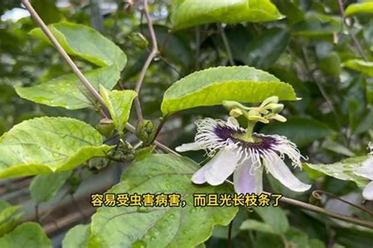 蒜苗种植是否能用钾肥