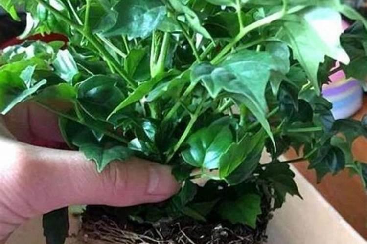 地栽桂花树冬季怎么浇水