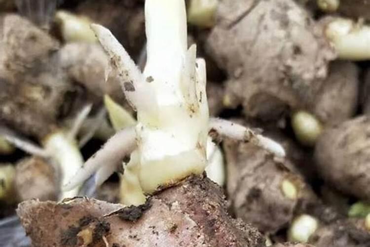 长寿花施肥时间和方法