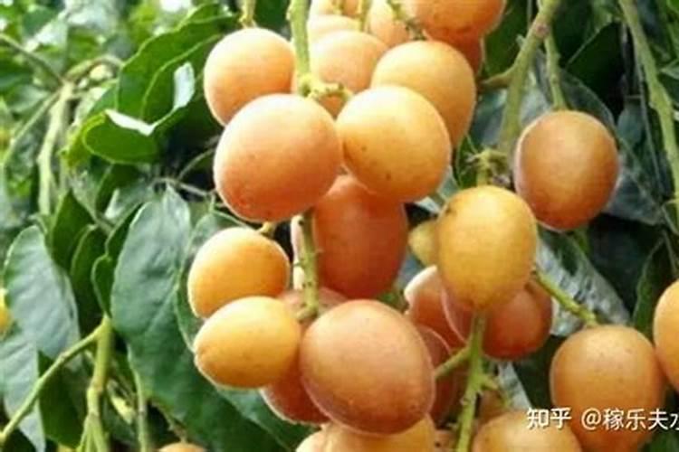 长寿花水培生根后移盆方法,三个步骤教你移盆