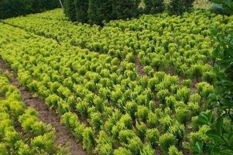 多肉植物施什么肥好