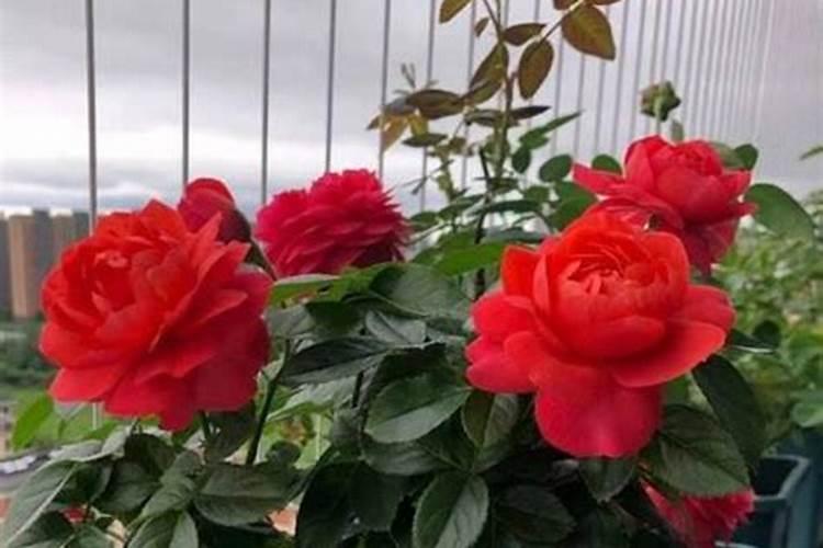 月季花施肥施什么肥料