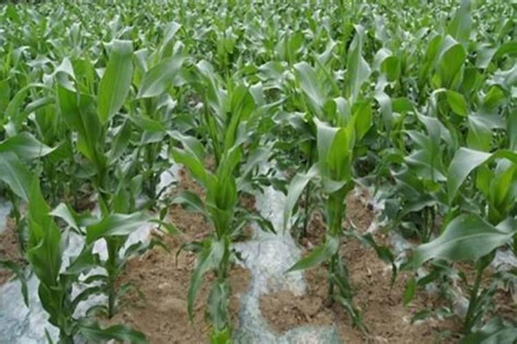 种玉米怎么施肥效果好