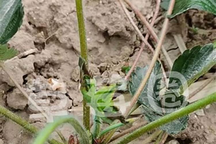 草莓在种植过程中需要补钙吗 草莓缺钙怎么办用什么补钙最好