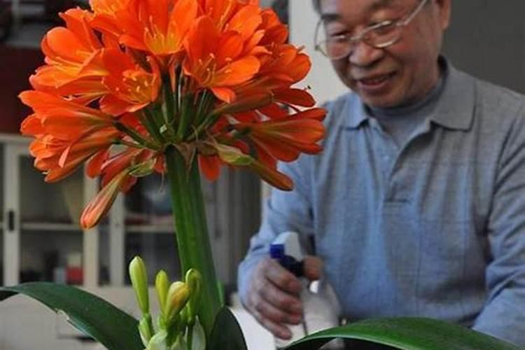 家养君子兰氮磷钾如何采用