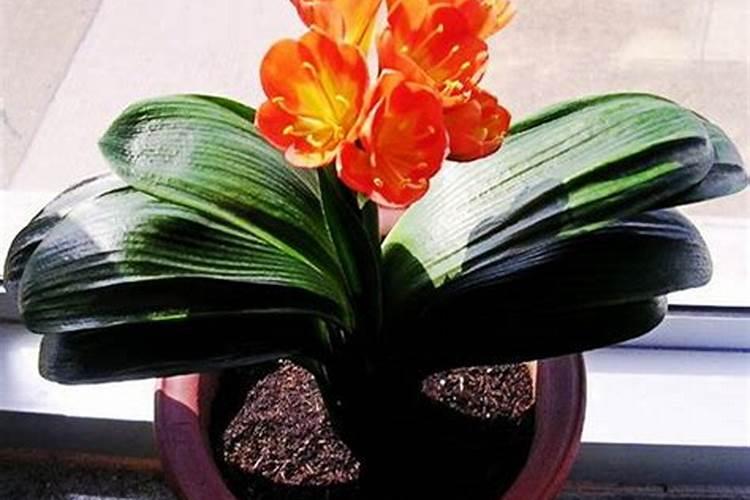 君子兰怎么施肥