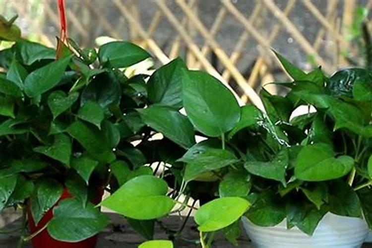 棉花使用海藻硼好还是糖醇硼好