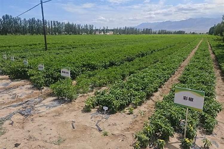 辣椒追肥什么肥料好？水溶肥好吗