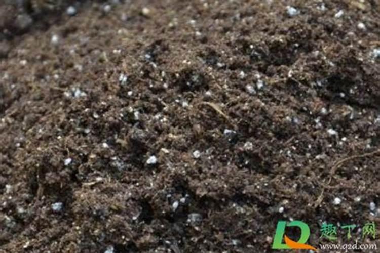 小白菜菜虫打什么农药