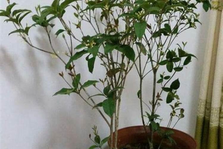 四季桂的施肥方法什么肥料好？