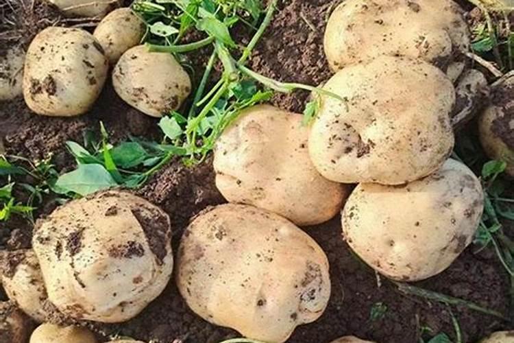 种植土豆用什么肥料最好