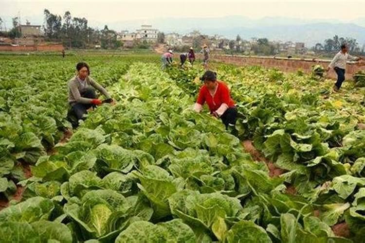 家庭自制磷钾肥有哪些