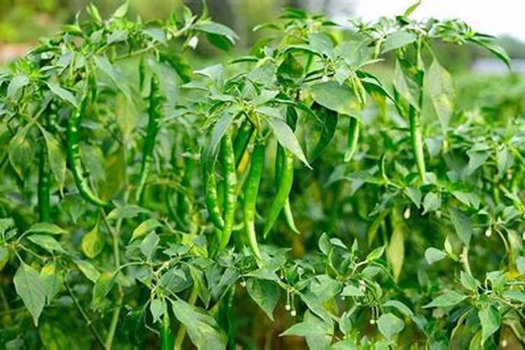 草莓叶子发黄边缘干枯补救方法是什么