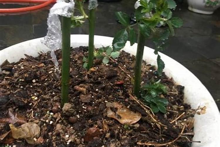 草莓叶子发黄干枯是怎么回事