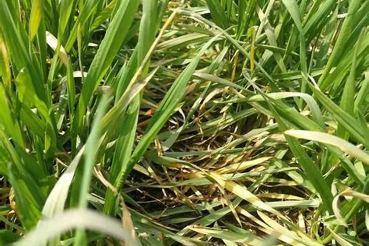 种植冬枣的方法