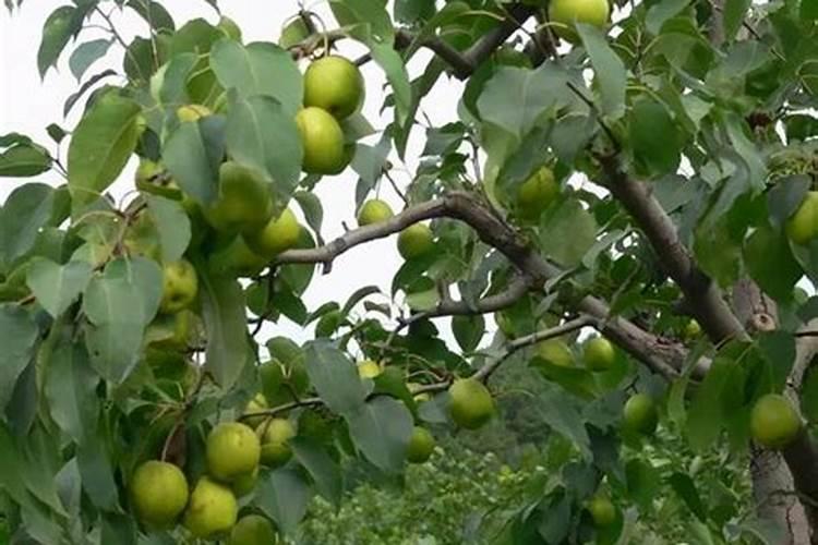 梨树施肥最佳时间和方法