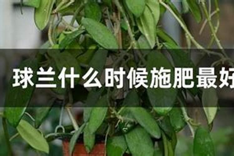 辣椒不催芽几天出苗