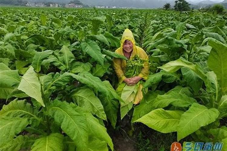 腐植酸螯合肥比普通肥料好在哪里？