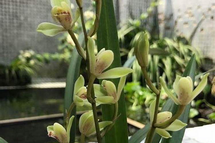 玉树扦插多久生根？