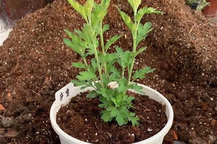 怎样给盆栽菊花施肥