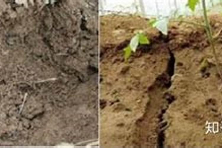 碱性土壤改良方法用什么肥