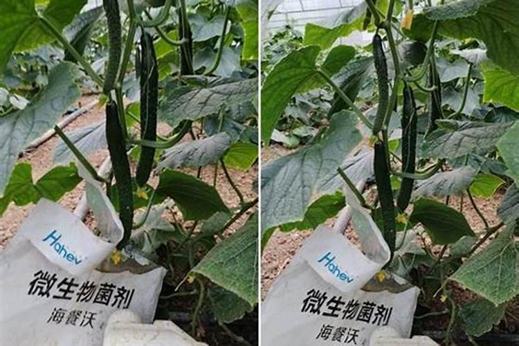 黄瓜施肥的正确方法,施什么肥好