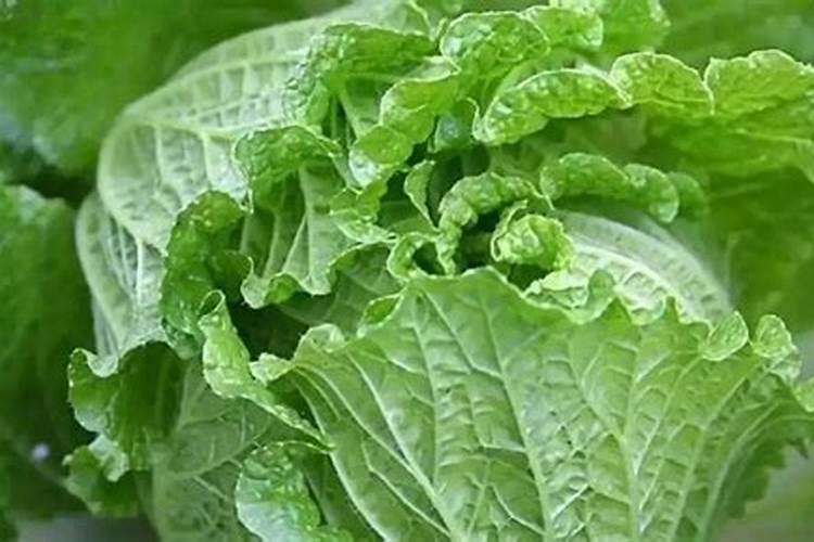 大白菜施什么肥长的好？