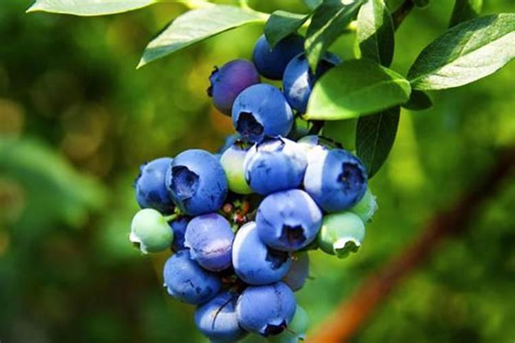 面粉硼砂是什么