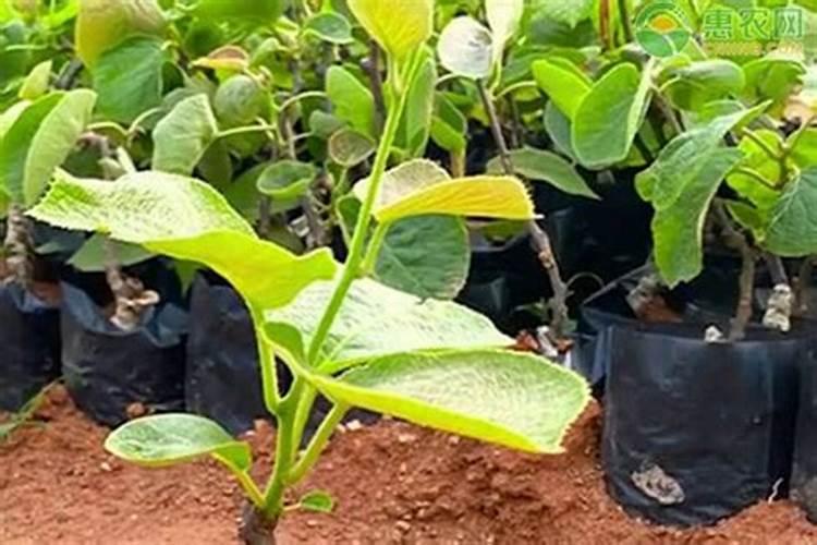 淡竹是丛生竹吗