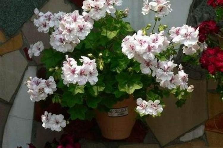 天竺葵怎样施肥