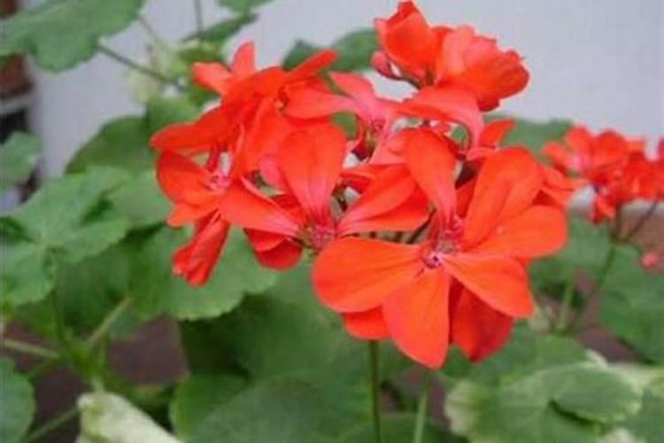 天竺葵开花的时候需要施肥吗？你怎么看？