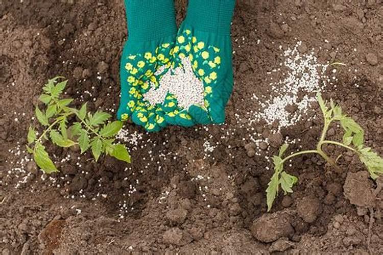 西红柿使用什么肥料最好？