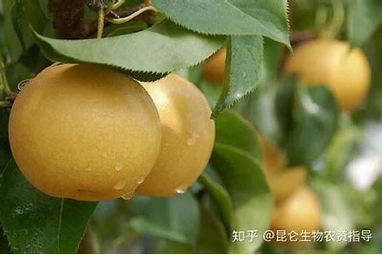 梨树上喷什么叶面肥可以让梨果增甜