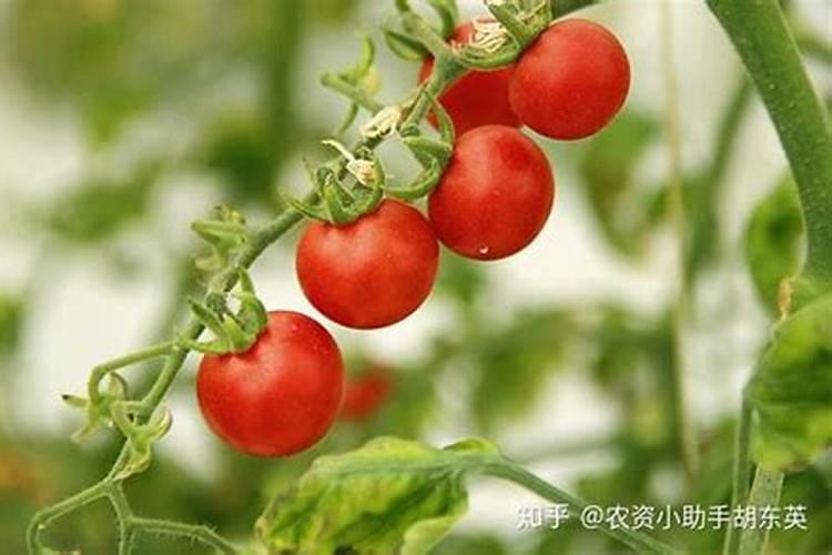 番茄什么时候冲钙肥好 注意事项有哪些
