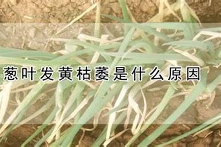 种大葱需要什么肥料