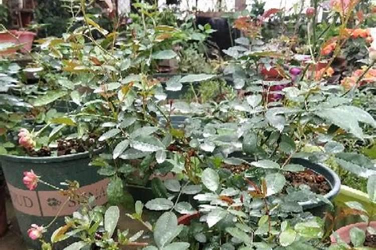 月季施肥有哪些禁忌？