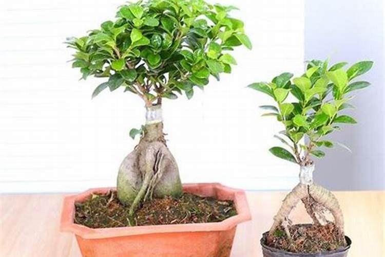 榕树施什么肥料