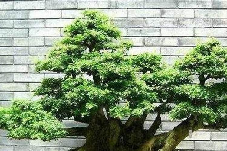 盆景榕树长期喷洒 磷酸氢钾施肥会有影响吗我发现新长的叶子出现卷叶百...