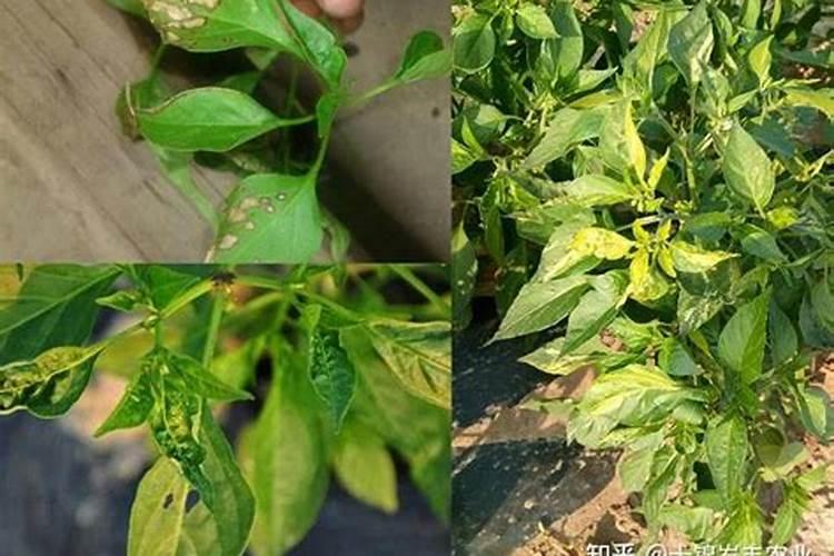 锌肥能和农药在一起喷施？