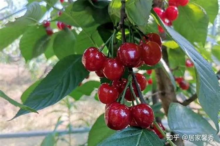 桔子树施什么肥料好