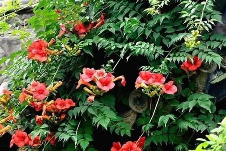 凌霄花怎么施肥