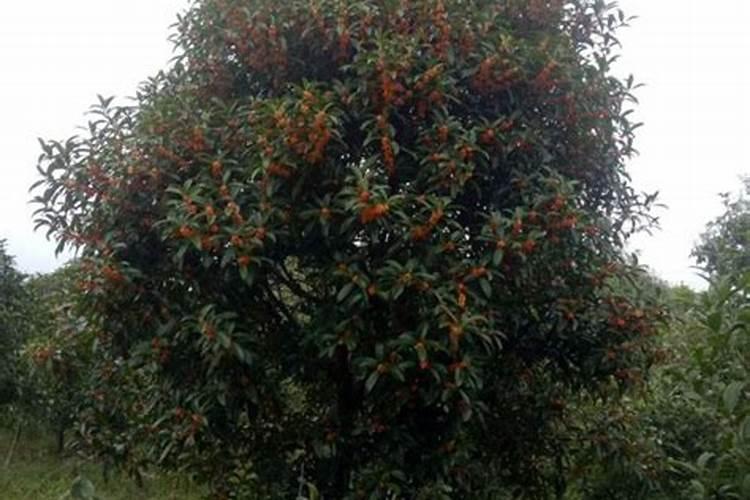 桂花施肥用什么农家肥