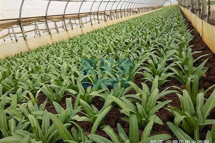 橘子树在开花的时候怎么施肥呀 橘子树在开花的时候如何施肥