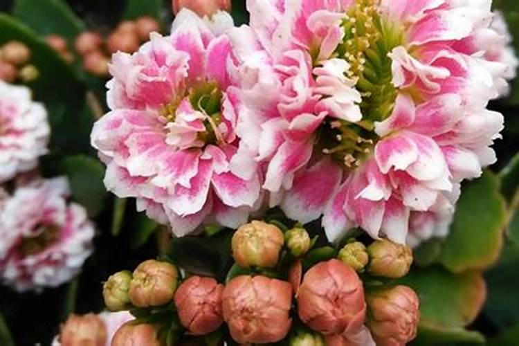 紫苏种植小苗种植用什么肥料