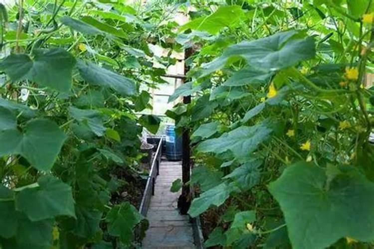 棉花什么时候施用的钾肥最好？