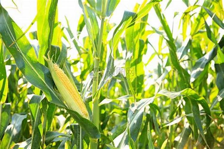 微型月季花这个时候该怎样修剪