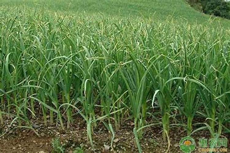 微型月季花这个时候该怎样修剪